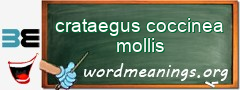 WordMeaning blackboard for crataegus coccinea mollis